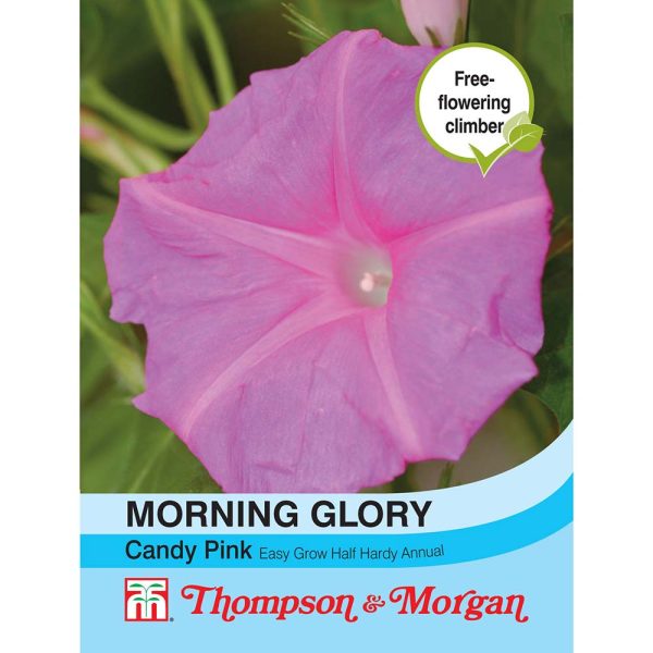 Thompson & Morgan Morning Glory Candy Pink Seeds