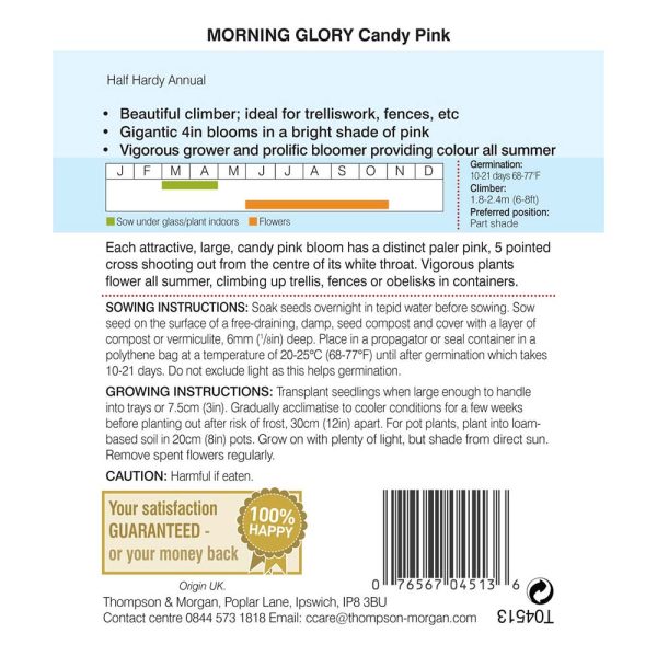 Thompson & Morgan Morning Glory Candy Pink Seeds - Image 2