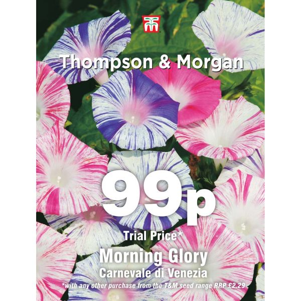 Thompson & Morgan Morning Glory Carnevale Di Venezia