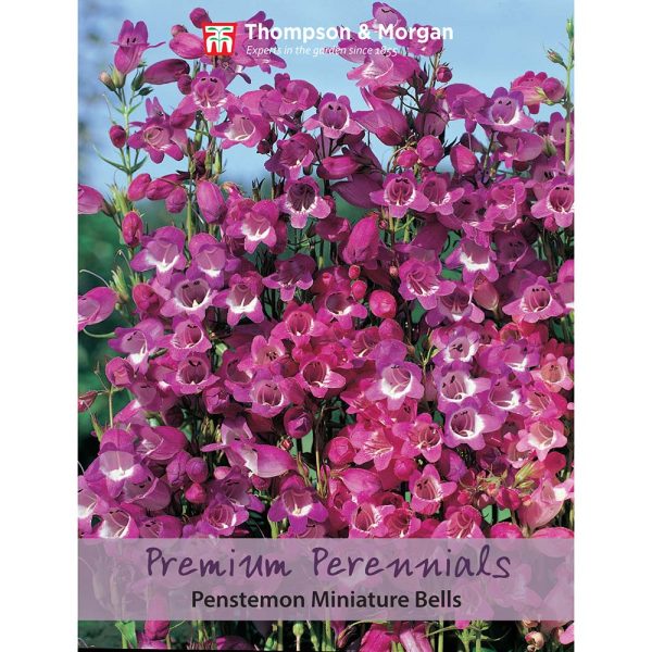 Thompson & Morgan Penstemon Miniature Bells