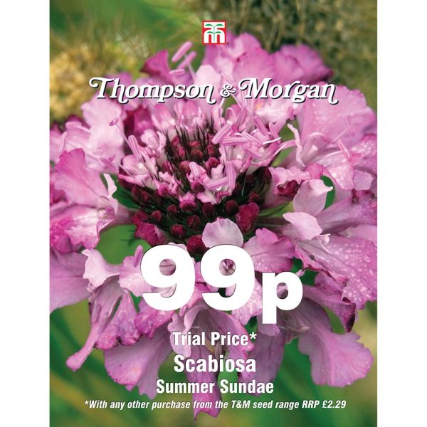 Thompson & Morgan Scabiosa Summer Sundae