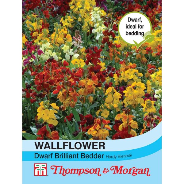 Thompson & Morgan Wallflower Dwarf Brilliant Bedder Seeds