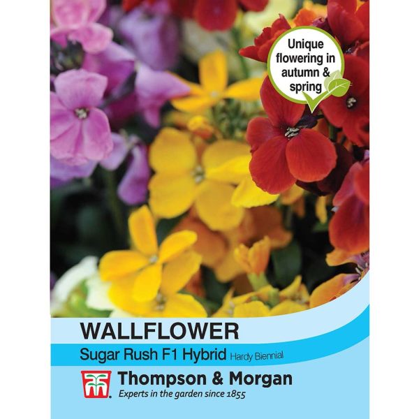 Thompson & Morgan Wallflower Sugar Rush F1 Hybrid Seeds