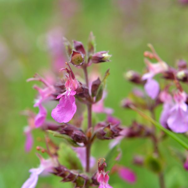 Teucrium chamaedrys