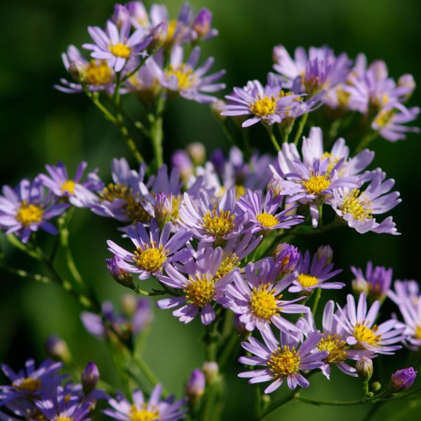 Aster ageratoides 'Stardust'