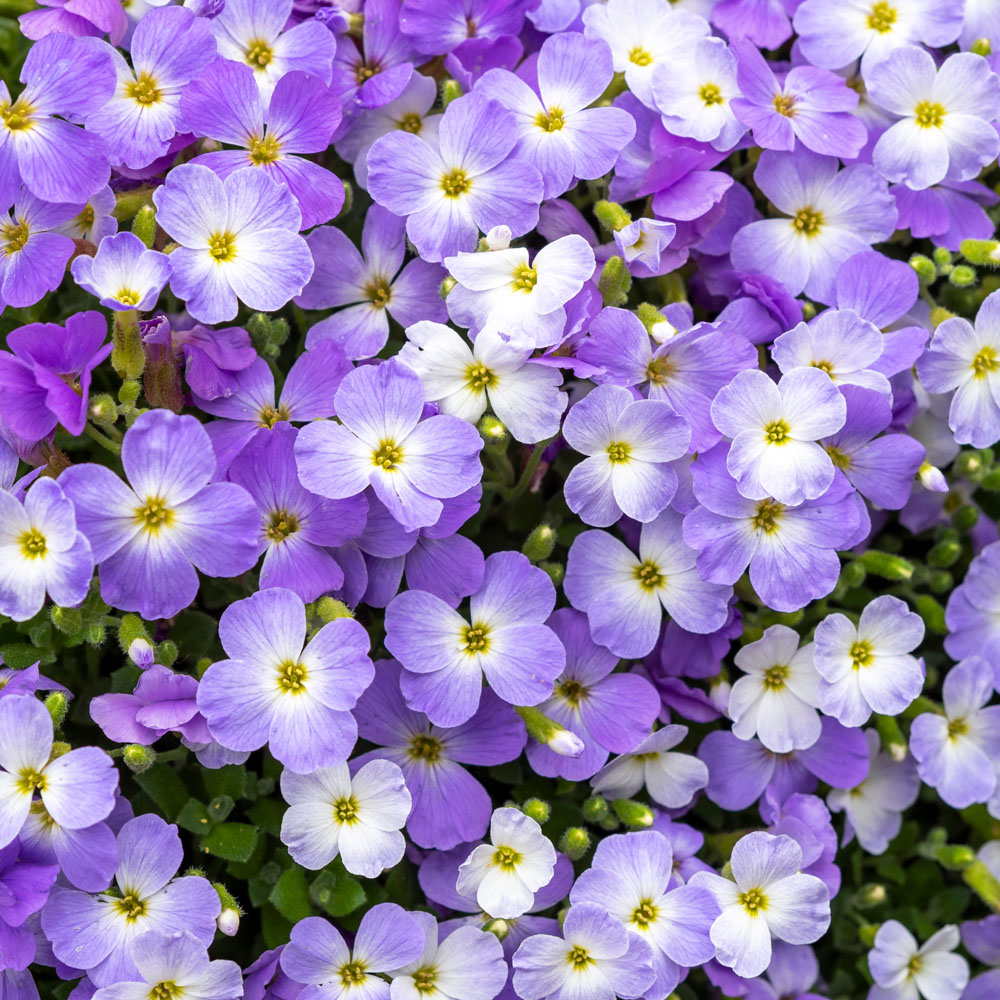 Aubrieta gracilis 'Florado Blue Bicolour' - Leafwise