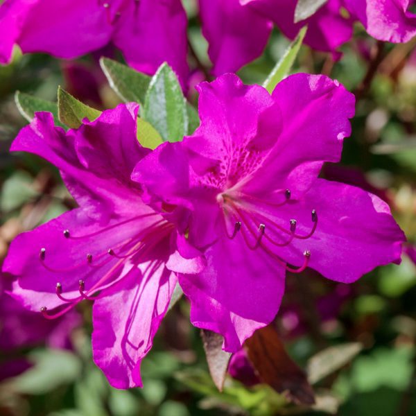 Azalea 'Blue Danube'