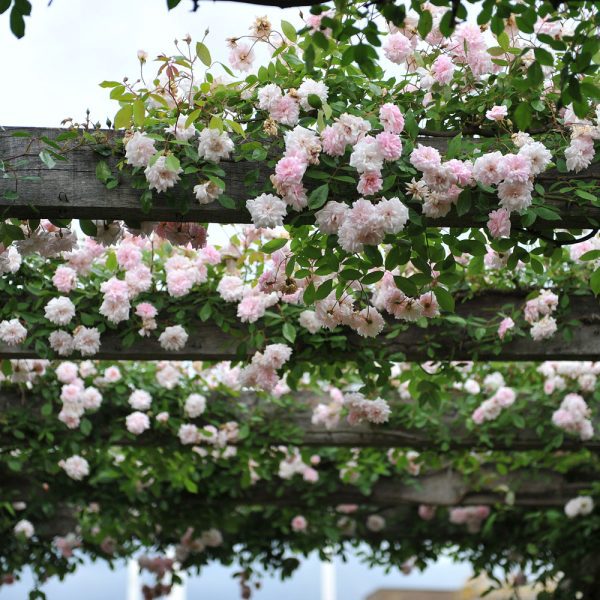 Cecile Brunner Climbing Rose