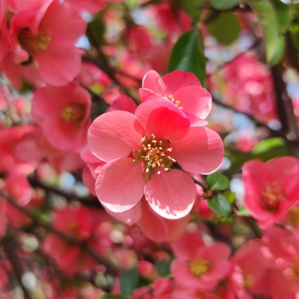 Chaenomeles x superba 'Pink Lady'