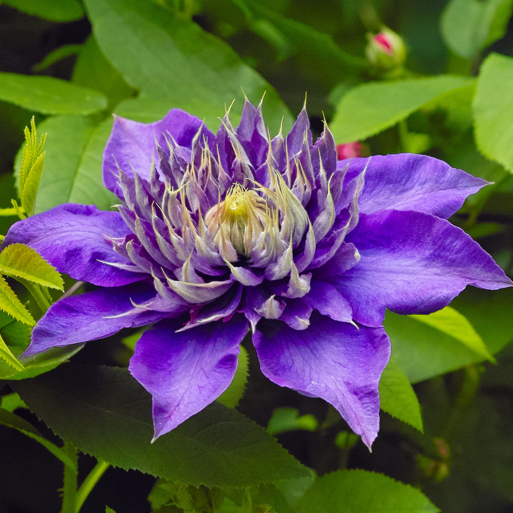 Clematis 'Multi-Blue' - Leafwise