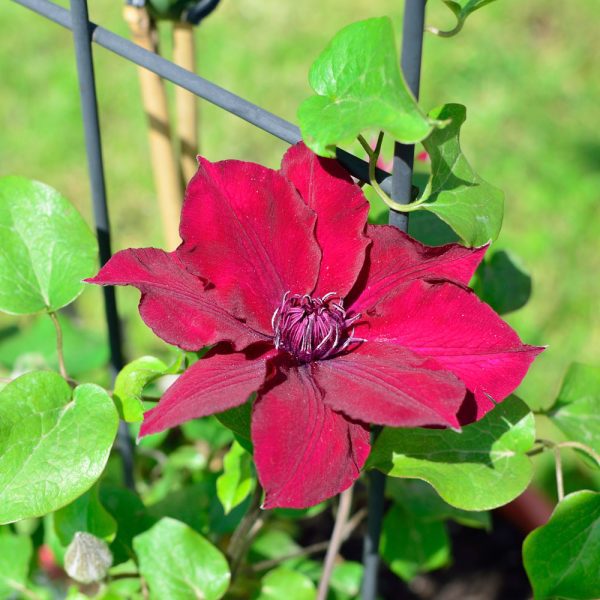 Clematis 'Nubia'