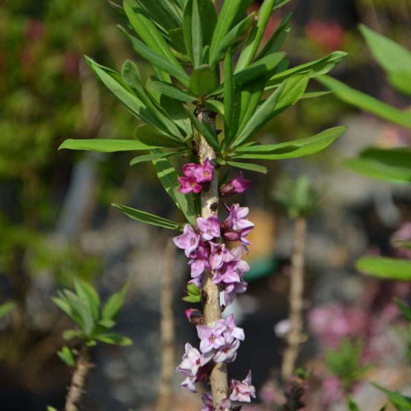 Daphne mezereum 'Rubra'