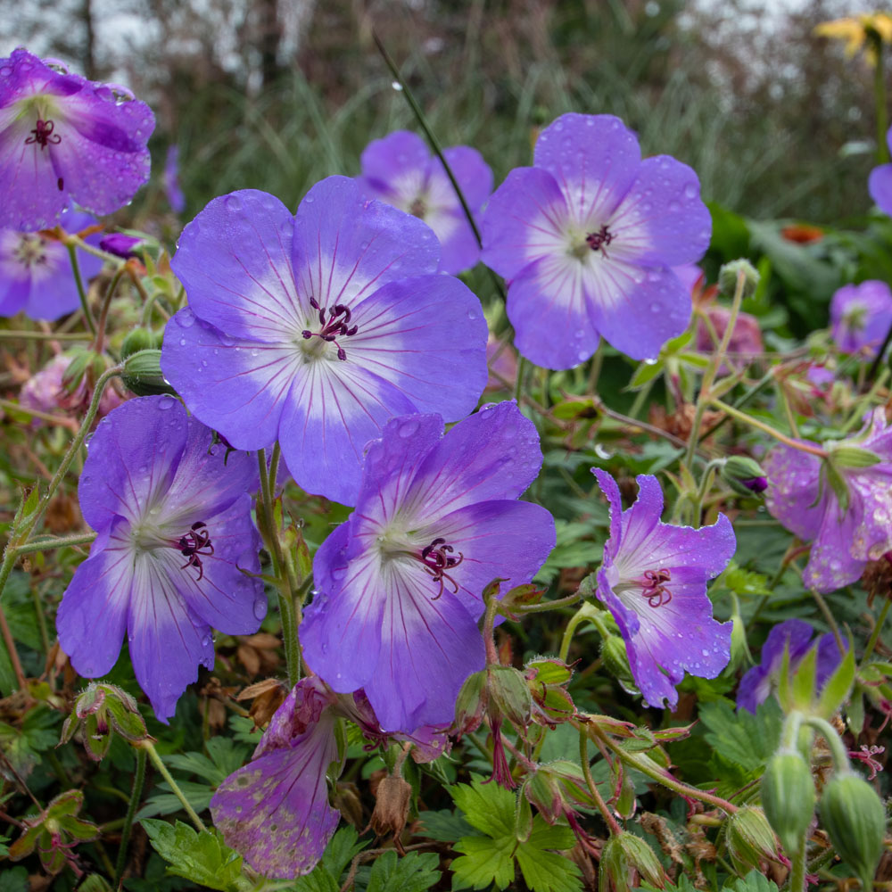 Geranium 'Azure Rush' - Leafwise