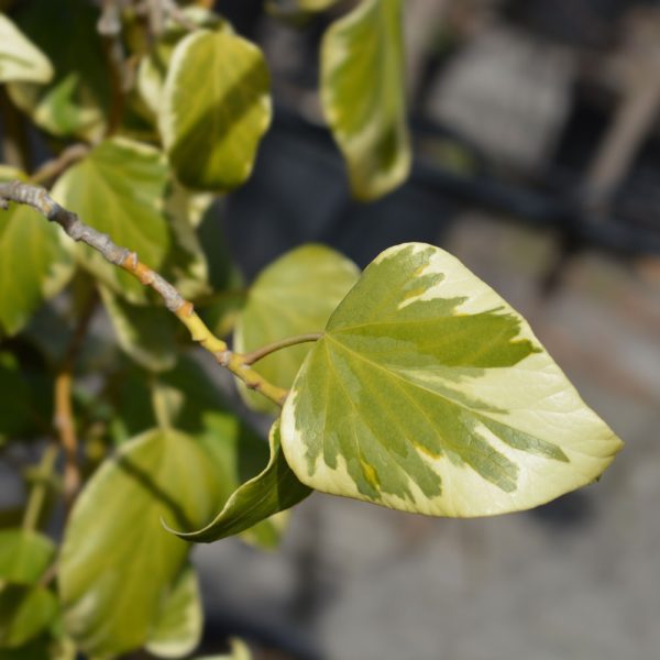 Hedera colchica 'Dentata Variegata'