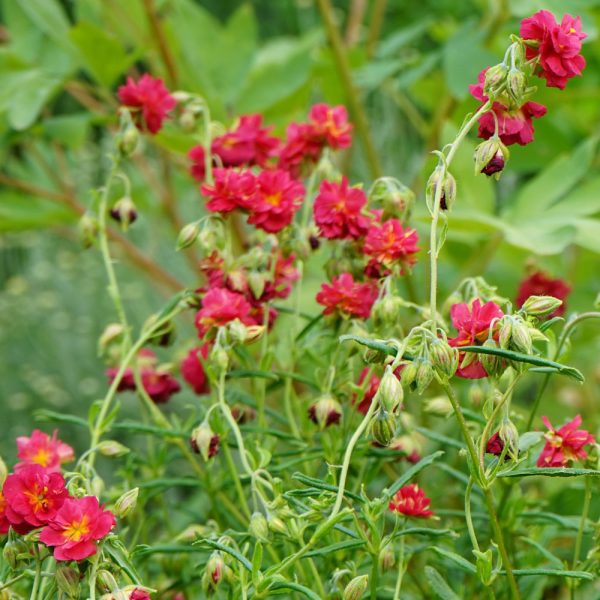 Helianthemum 'Cerise Queen'