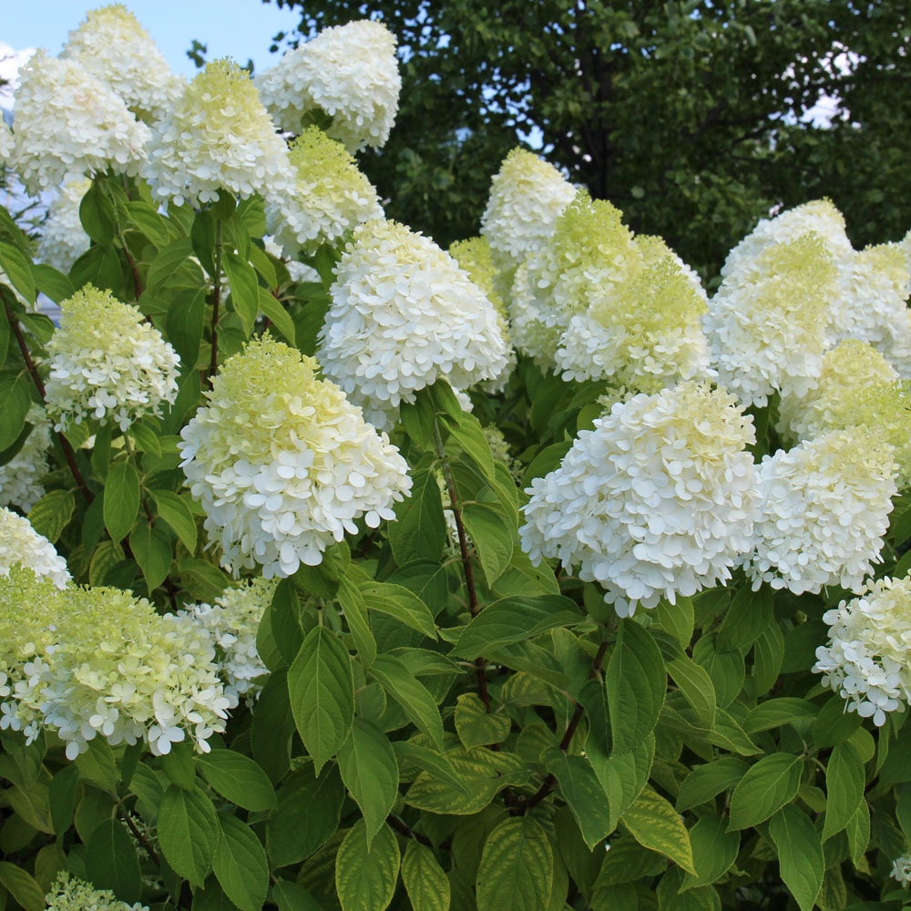 Hydrangea paniculata 'Limelight' - Leafwise