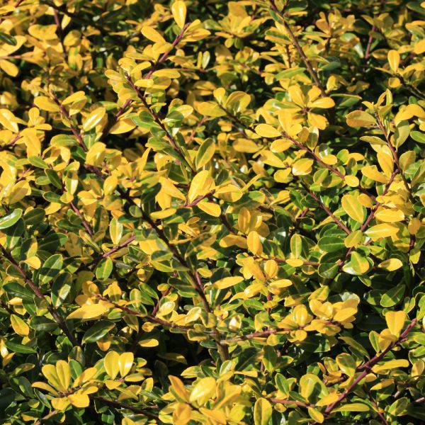 Ilex crenata 'Golden Gem'