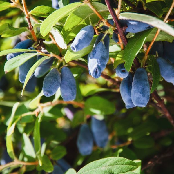 Lonicera caerulea 'Honey Bee'