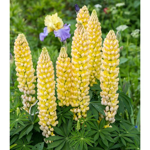 Lupinus 'Chandelier'