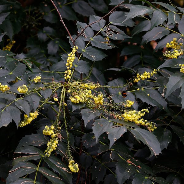 Mahonia bealei 'Hivernant'