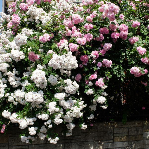 Paul's Himalayan Musk Rose - Image 2