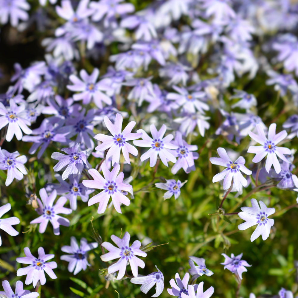 Phlox subulata 'Fabulous Blue' - Leafwise