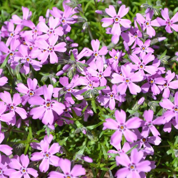 Phlox subulata 'Samson' - Leafwise