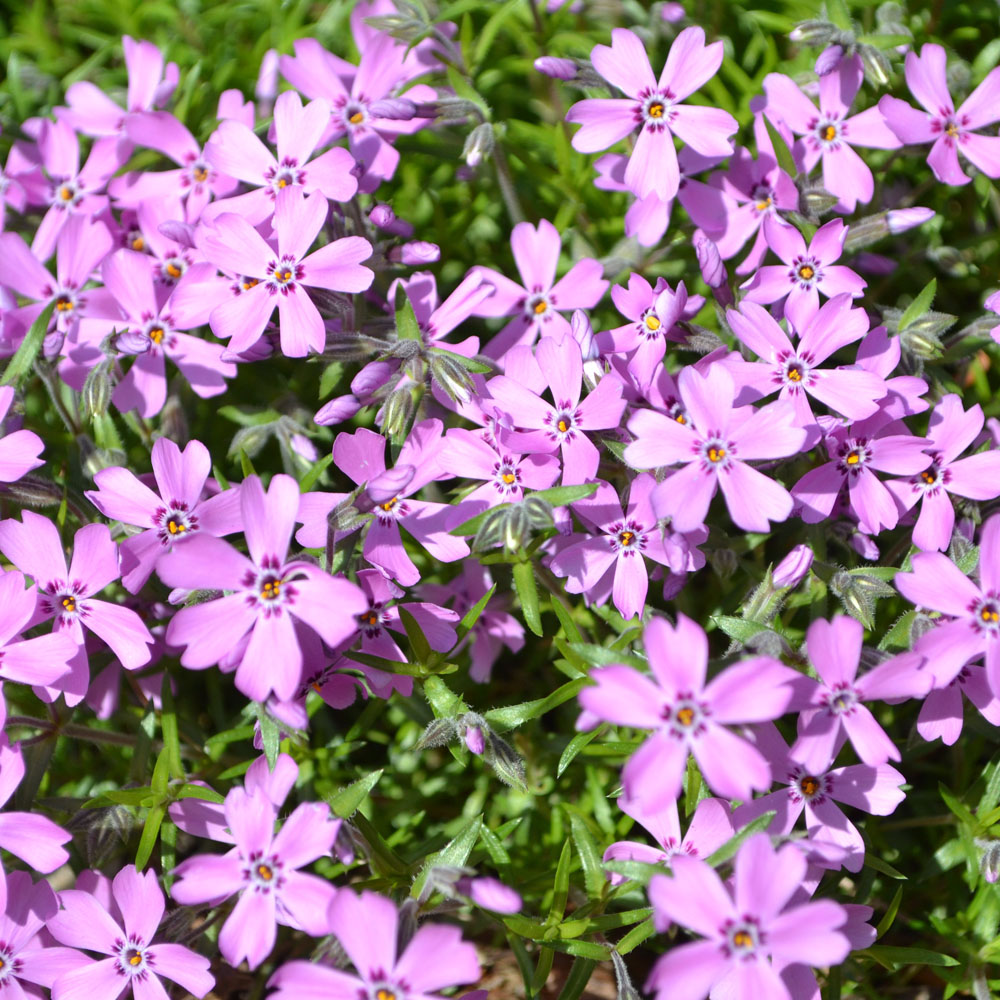 Phlox subulata 'Samson' - Leafwise