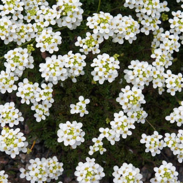 Pritzelago alpina 'Crystal Carpet'