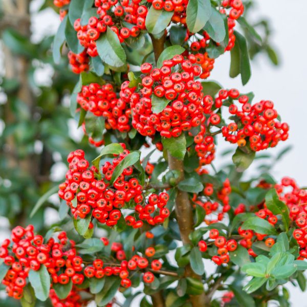 Pyracantha 'Mohave'