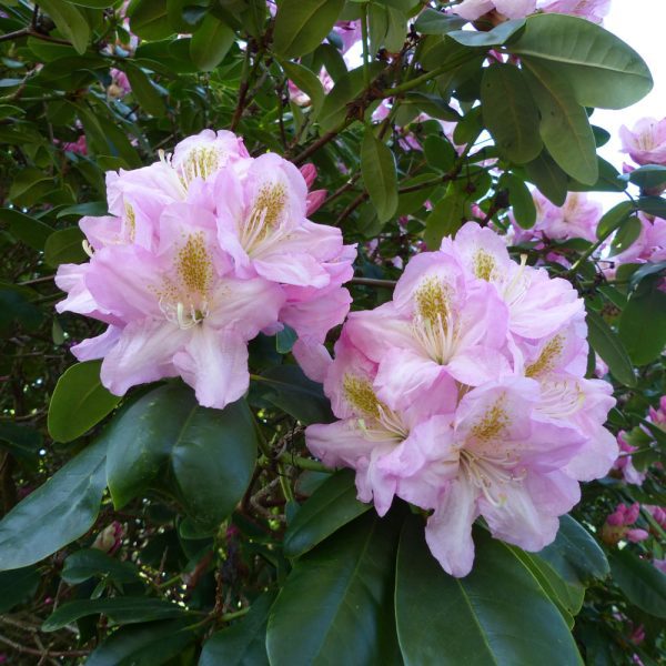 Rhododendron 'Scintillation'