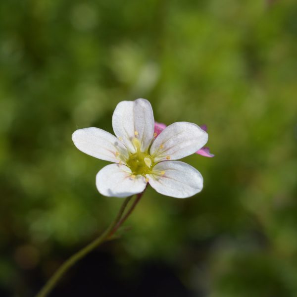 Saxifraga x arendsii 'Limerock'