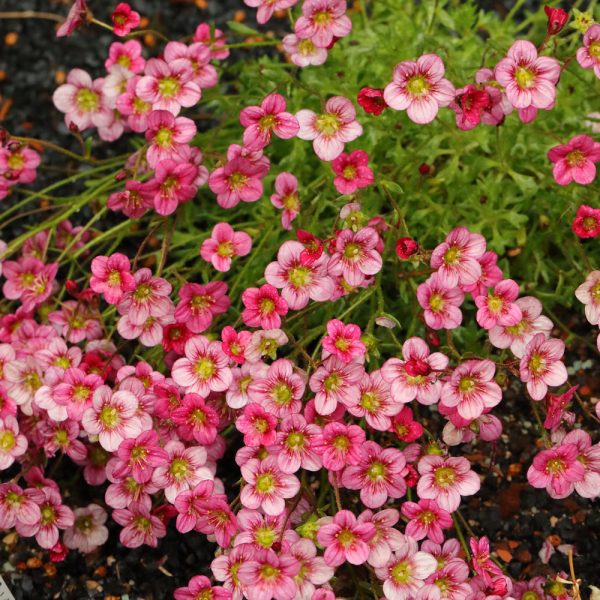 Saxifraga x arendsii 'Pink Carpet'