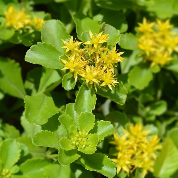 Sedum selskianum - Leafwise