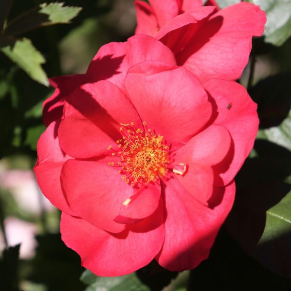 Summer Sweetheart Climbing Rose