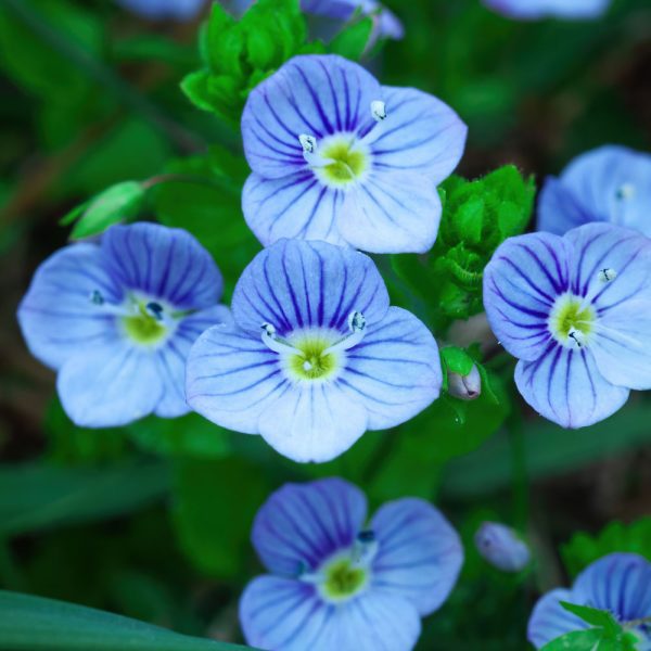 Veronica umbrosa 'Georgia Blue'