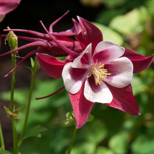 Aquilegia caerulea 'Crimson Star'