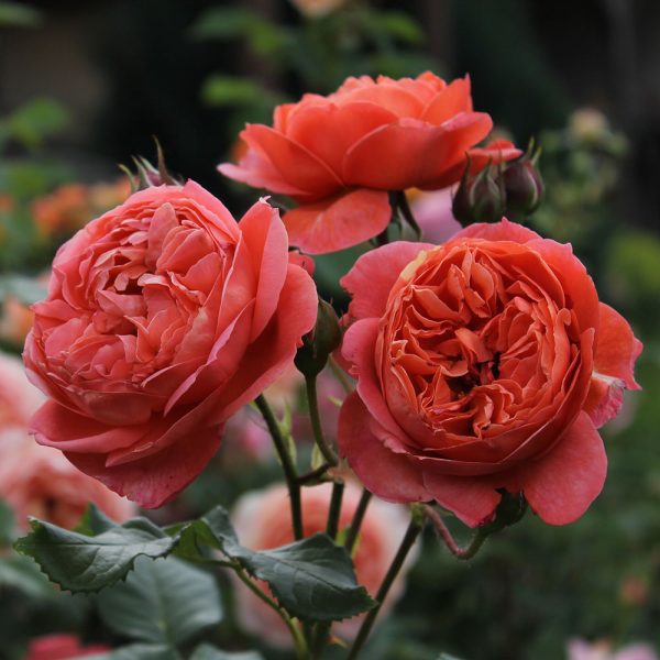 David Austin Roses 'Summer Song'