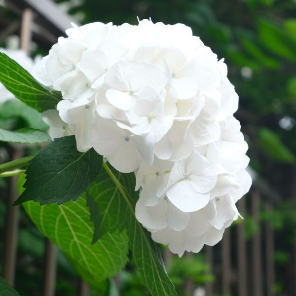 Hydrangea macrophylla 'Snowball'