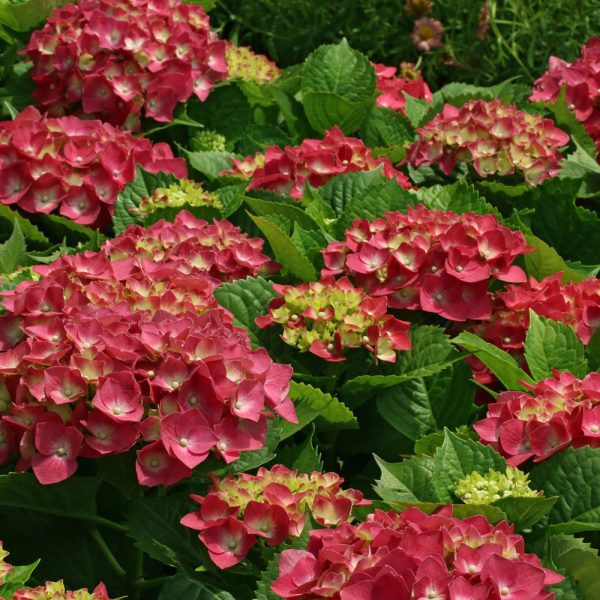 Hydrangea macrophylla 'Teller Red'