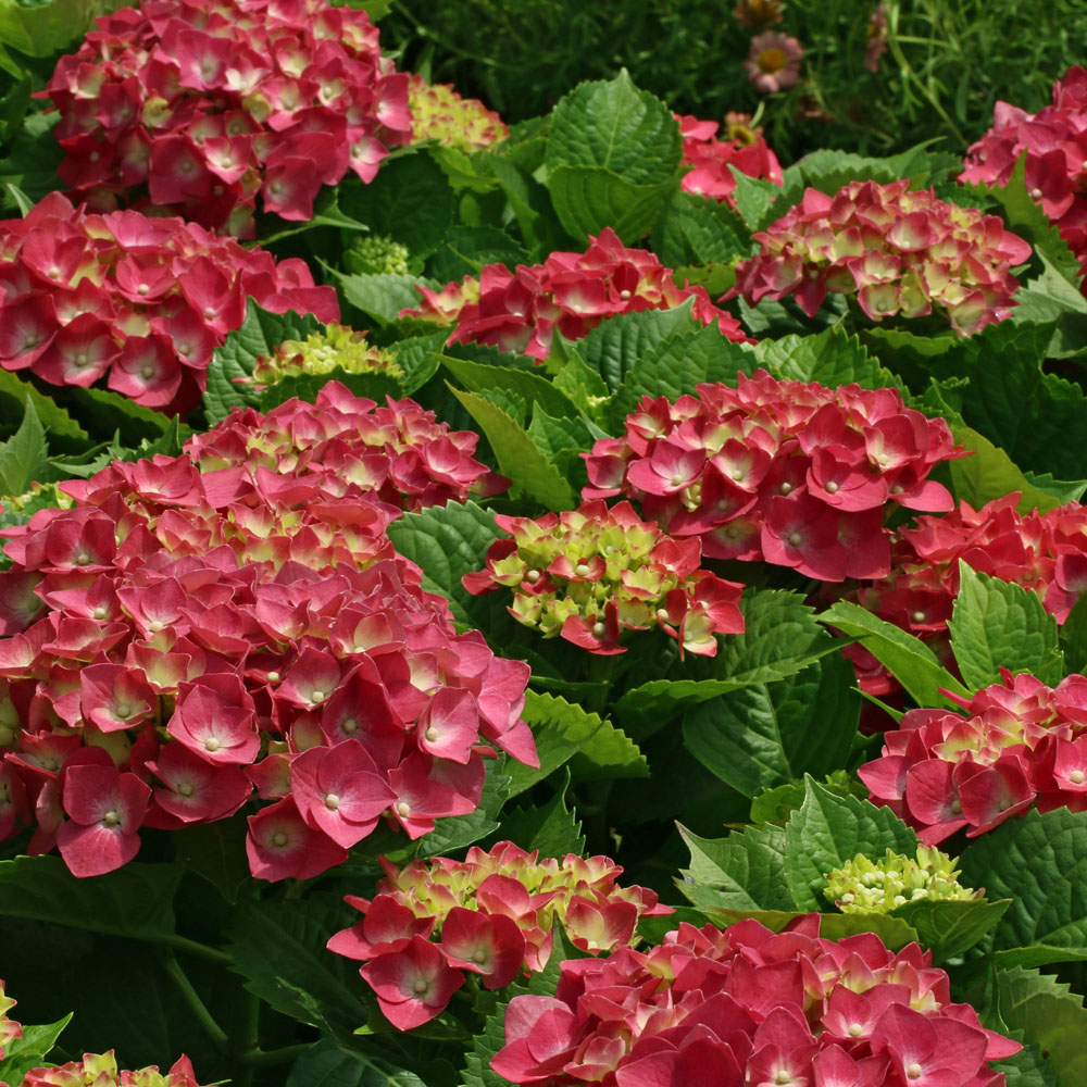 Hydrangea macrophylla 'Teller Red' - Leafwise