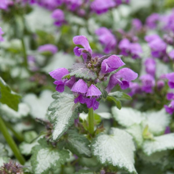 Lamium maculatum 'Lami Dark Purple'