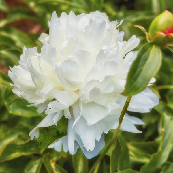 Paeonia 'Shirley Temple' - Image 3