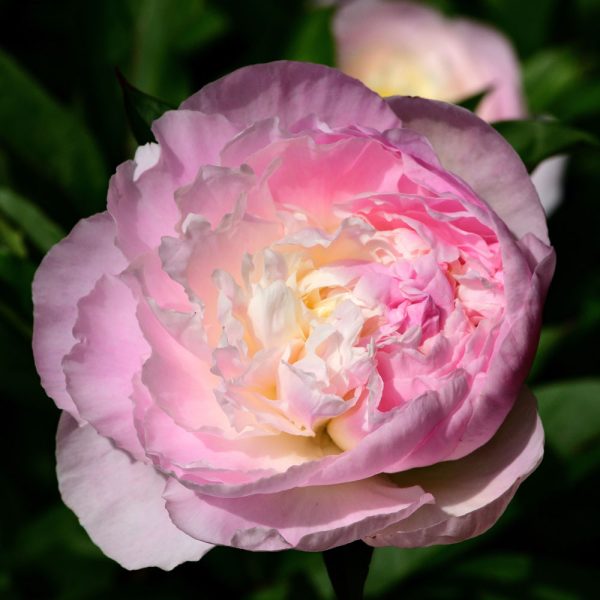 Paeonia 'Shirley Temple' - Image 2