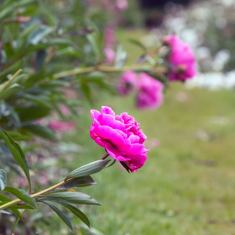 Paeonia Lactiflora 'Dr Alexander Fleming' - Leafwise