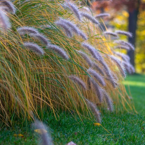 Pennisetum alopecuroides