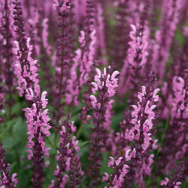 Salvia x sylvestris 'Rose Queen' - Image 2